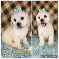 Cupcake  (mini F1B), a female Cockapoo for sale in Orlando, FL – Photo 2 of 3
