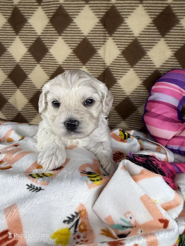 Cupcake  – Cockapoo, Poodle - Toy  puppy for sale in Ocoee, FL