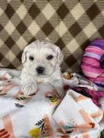 Cupcake  (mini F1B), a female Cockapoo for sale in Orlando, FL – Photo 3 of 3