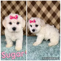 Sugar (mini F1B), a female Cockapoo for sale in Orlando, FL – Photo 2 of 3