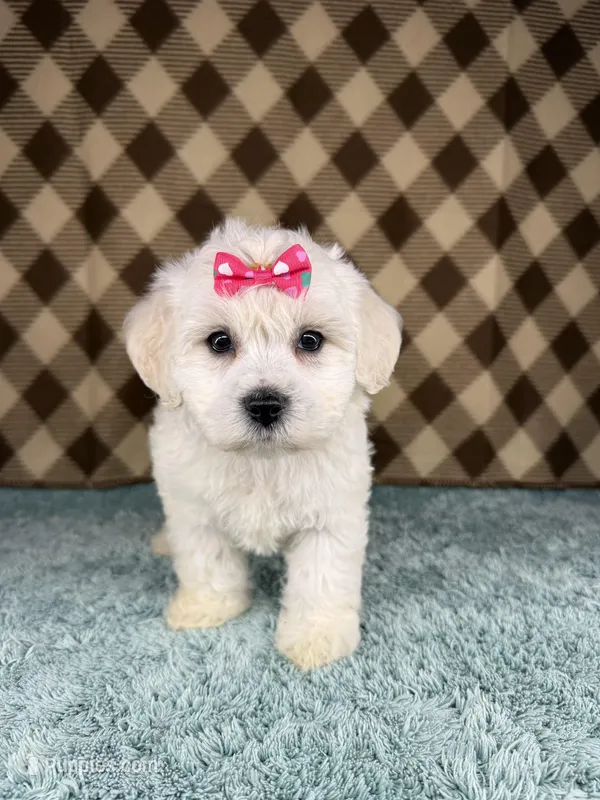 Sugar (mini F1B) – Cockapoo puppy for sale in Orlando, FL