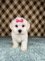 Sugar (mini F1B), a female Cockapoo for sale in Orlando, FL – Photo 1 of 3