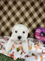 Sugar (mini F1B), a female Cockapoo for sale in Orlando, FL – Photo 3 of 3