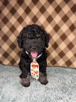 Teddy  (mini F1B), a male Cockapoo for sale in Orlando, FL – Photo 1 of 2