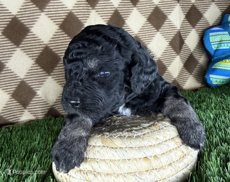 Teddy – Cockapoo, Poodle - Toy  puppy for sale in Ocoee, FL