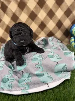 Duke (toy), a male Poodle - Toy  for sale in Orlando, FL – Photo 2 of 2