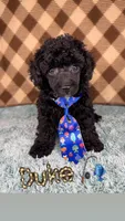 Duke (toy), a male Poodle - Toy  for sale in Orlando, FL – Photo 1 of 2