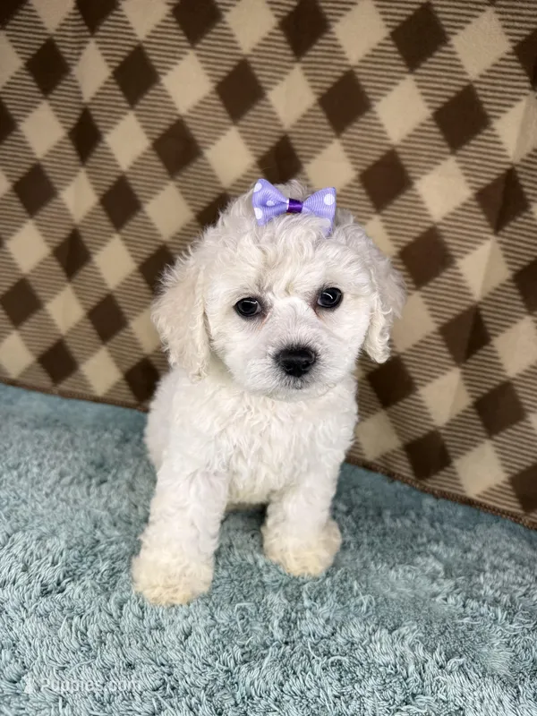 Peaches (mini F1B) – Cockapoo puppy for sale in Orlando, FL