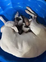 Whipin Terantino, a  Whippet for sale in Tyler, TX – Photo 1 of 7