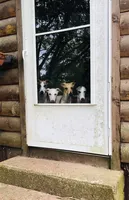 Whipin Terantino, a  Whippet for sale in Tyler, TX – Photo 5 of 7