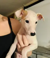 Whipin Terantino, a  Whippet for sale in Tyler, TX – Photo 3 of 7