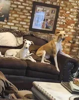 Whipin Terantino, a  Whippet for sale in Tyler, TX – Photo 4 of 7