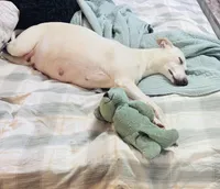 Whipin Terantino, a  Whippet for sale in Tyler, TX – Photo 2 of 7