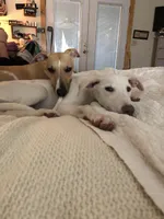 Whipin Terantino, a  Whippet for sale in Tyler, TX – Photo 7 of 7