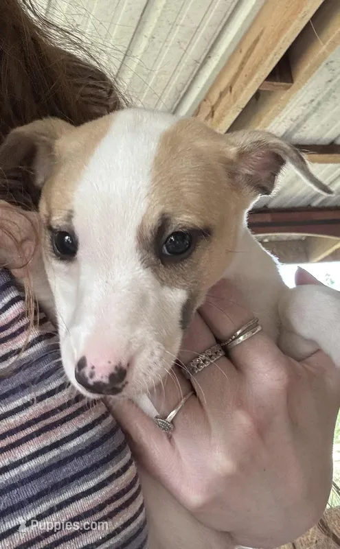 Whipany Spears  – Whippet puppy for sale in Tyler, TX