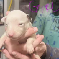 Whipany Spears , a female Whippet for sale in Tyler, TX – Photo 1 of 2