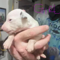 Whipany Spears , a female Whippet for sale in Tyler, TX – Photo 2 of 2