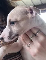 Miracle Whip , a  Whippet for sale in Tyler, TX – Photo 2 of 2