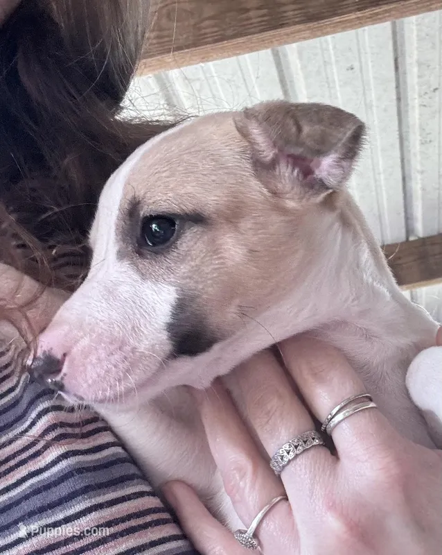 Miracle Whip , a  Whippet for sale in Tyler, TX – Photo 1 of 2