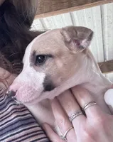 Miracle Whip , a  Whippet for sale in Tyler, TX – Photo 1 of 2