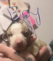 Cool Whip , a  Whippet for sale in Tyler, TX – Photo 1 of 2