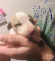 Cool Whip , a  Whippet for sale in Tyler, TX – Photo 2 of 2