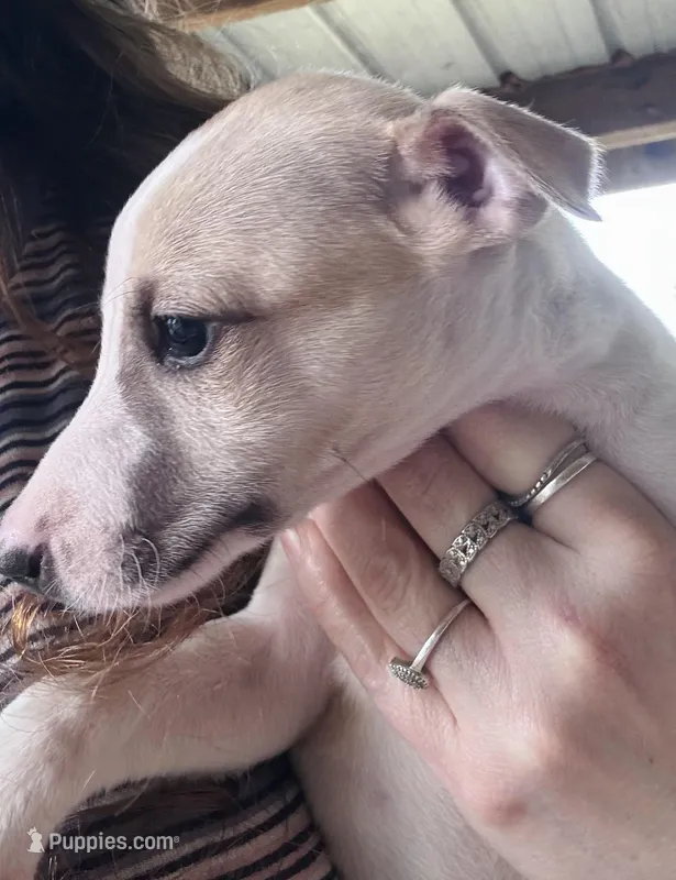 Whippy Houston  – Whippet puppy for sale in Tyler, TX
