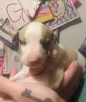 WHIPPY Houston , a  Whippet for sale in Tyler, TX – Photo 2 of 2