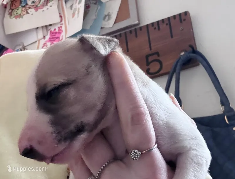Whippy Houston  – Whippet puppy for sale in Tyler, TX