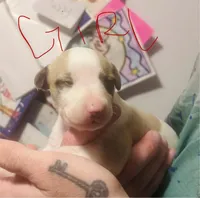 WHIPPY Houston , a  Whippet for sale in Tyler, TX – Photo 1 of 2