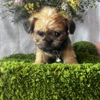 Ralphie, a male Brussels Griffon for sale in Whiting, KS – Photo 2 of 2