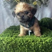 Ralphie, a male Brussels Griffon for sale in Whiting, KS – Photo 1 of 2