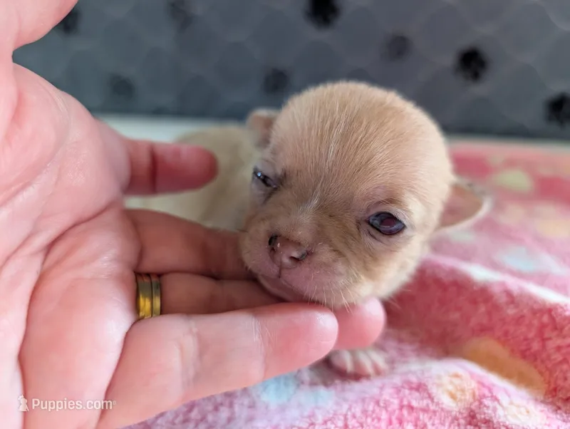 Faith – Chihuahua puppy for sale in Marion, VA