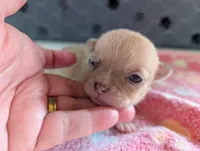 Faith, a female Chihuahua for sale in Marion, VA – 1 of 3