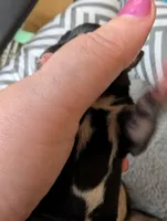 Xena, a female Chihuahua for sale in Marion, VA – Photo 2 of 3