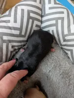 Xena, a female Chihuahua for sale in Marion, VA – Photo 3 of 3