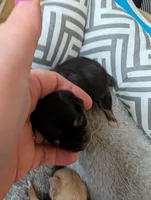 Xena, a female Chihuahua for sale in Marion, VA – Photo 1 of 3