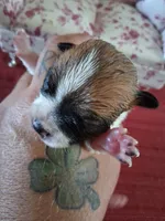 Milo, a male Chihuahua for sale in Marion, VA – 3 of 3