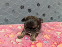 Bailey, a female Chihuahua for sale in Marion, VA – 2 of 5