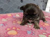 Bailey, a female Chihuahua for sale in Marion, VA – 5 of 5
