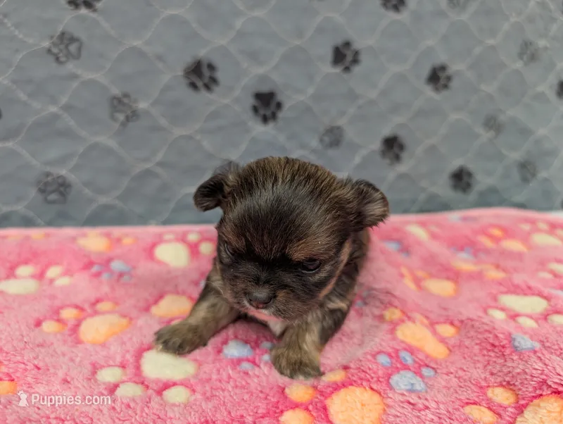 Bailey – Chihuahua puppy for sale in Marion, VA