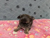 Bailey, a female Chihuahua for sale in Marion, VA – 1 of 5