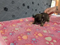 Bailey, a female Chihuahua for sale in Marion, VA – 4 of 5