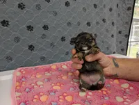 Bailey, a female Chihuahua for sale in Marion, VA – 3 of 5