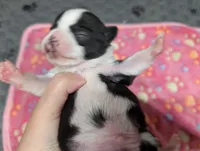 Colton, a male Chihuahua for sale in Marion, VA – 3 of 4