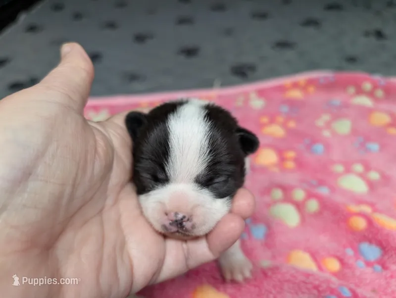 Colton – Chihuahua puppy for sale in Marion, VA