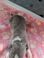 Eric, a male Chihuahua for sale in Marion, VA – 2 of 4