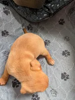 Josiah, a male Chihuahua for sale in Marion, VA – Photo 2 of 2