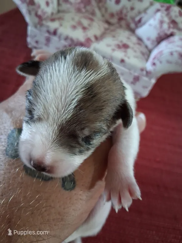 Magnolia – Chihuahua puppy for sale in Marion, VA