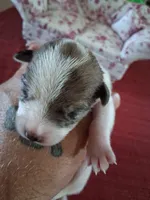 Magnolia, a female Chihuahua for sale in Marion, VA – 1 of 3